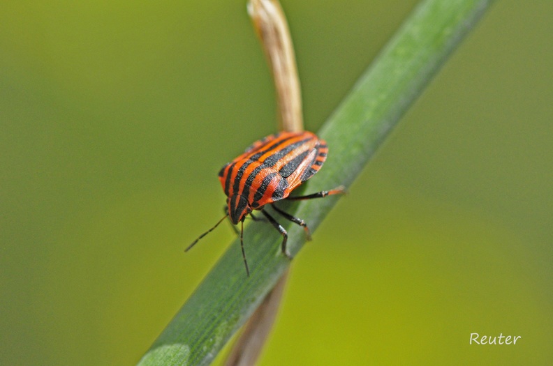 Streifenwanze (Graphosoma lineatum)